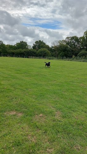 Paw Paddock - Ashington — secure enclosed dog field in Pulborough, West Sussex