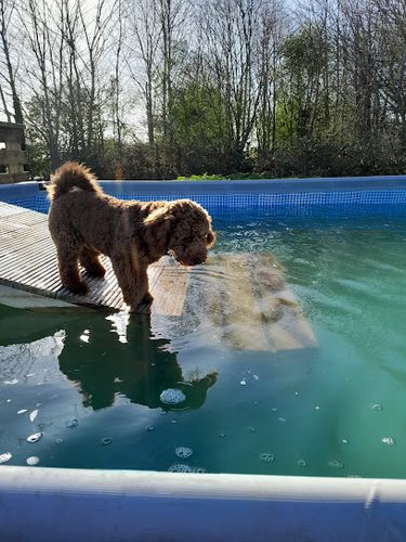 Field for Paws — secure dog field in Peterborough
