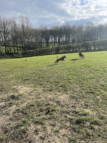 Mutts Meadow Secure Dog Walking Field — secure dog field in Barnsley
