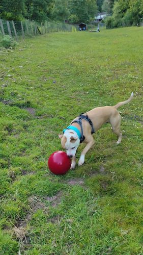 Foxglove Secure Dog Field — secure dog field in Mitcheldean