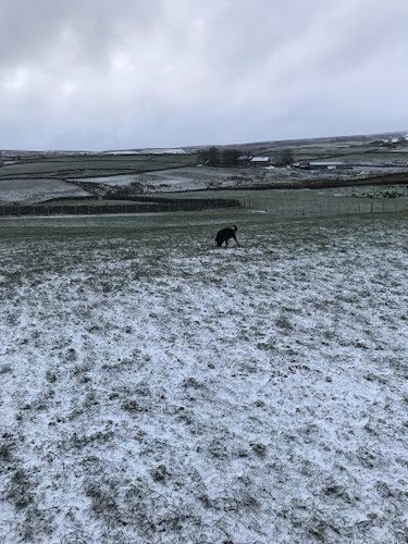 Blossoms Field (Secure) self service dog wash — secure dog field in Keighley