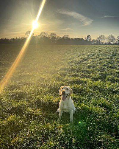High Oaks Dog Field — secure dog field in Norwich