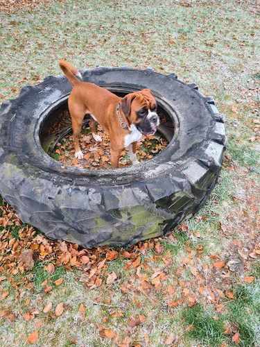 Denhead Dog Park — secure dog field in Wester
