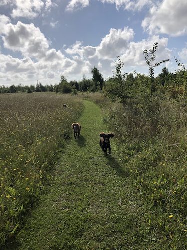 Porters Farm; Ruffian Wood — secure dog field in Colchester