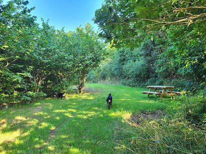 Wiggly Woods - Secure Woodland for Dogs — secure dog field in Holsworthy