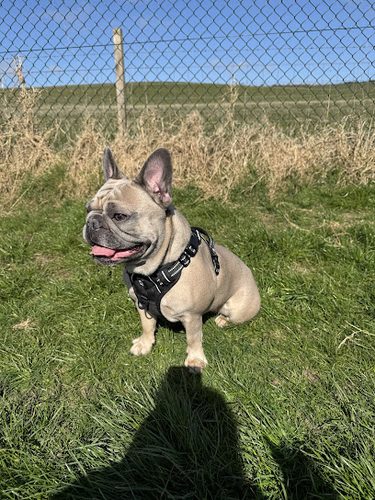 Run Free Dog Fields - Milngavie — secure dog field in Balmore