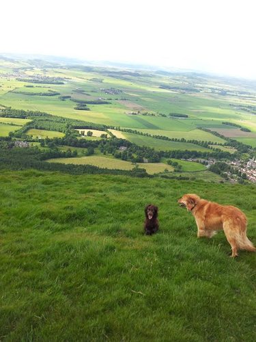 Woodbank Dog Agility & Dog Walking Fife — secure dog field in Lochgelly