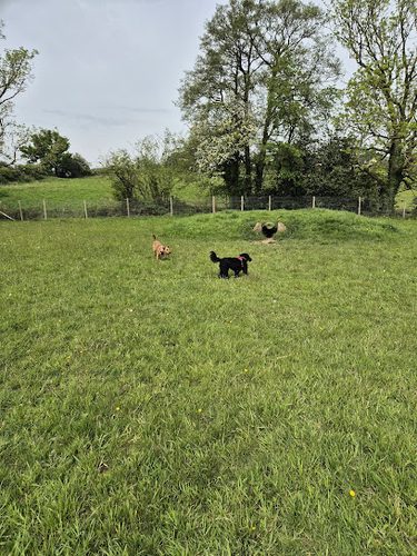 K9 Acres — secure dog field in Rugeley WS15