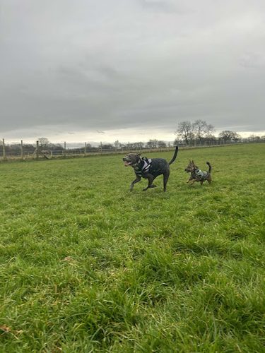 The Dogs Paddocks Lower Whitley — secure dog field in Warrington