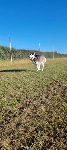 North Dorset Secure Dog Field — secure dog field in Gillingham