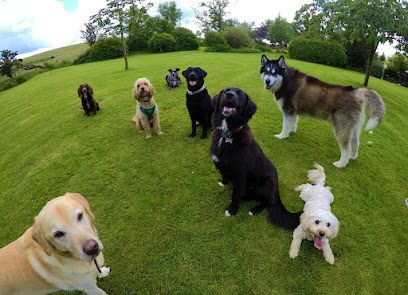 Blaenplwyf dog training — secure dog field in Llanybydder