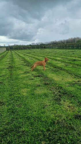 Yolk Farm Dog Walking Field — secure dog field in Minskip