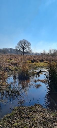 Hothfield Heathlands Nature Reserve — secure dog field in Ashford
