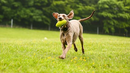 Fields of Fun — secure dog field in Holmfirth