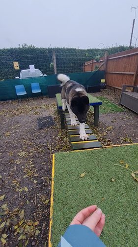 Darling Dogs of May — secure dog field in Newbury