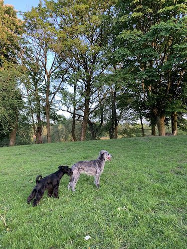 New Street Farm Secure Dog Park & Field — secure dog field in Littleborough