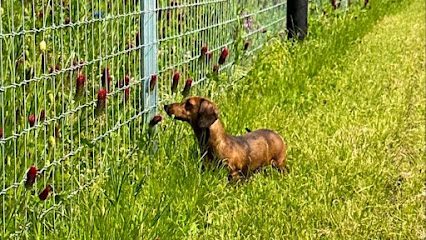Walkies Pettistree - Dog Walking Field — secure dog field in Woodbridge