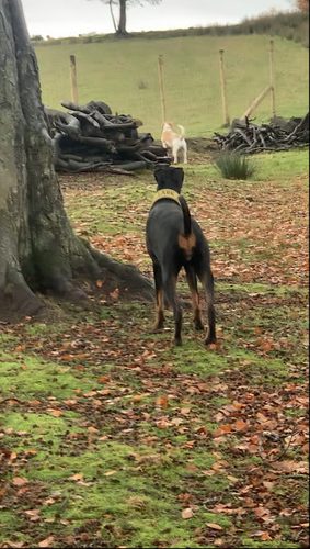 Paw Park — secure dog field in Kirkintilloch