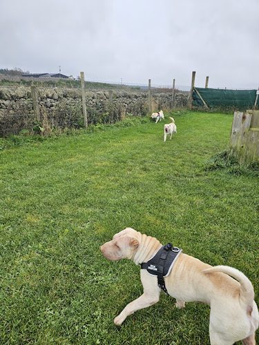 Run Free Dog Fields - Kingswells — secure dog field in Kingswells