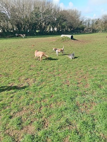 Zero's Play Zone — secure dog field in Callington