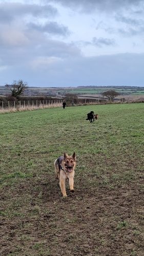 Allet Dog Paddock — secure dog field in Truro