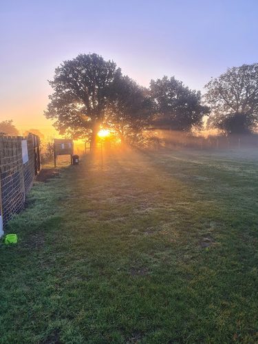 Muttz Freedom Field — secure dog field in Norwich