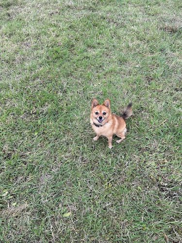 Peddars Paws — secure dog field in Norwich