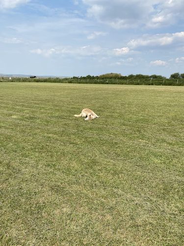Skern View Dog Field in North Devon — secure dog field in Bideford