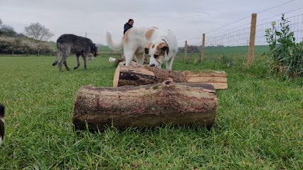 Naughty Paws Play Paddock & Dog Walking Field — secure dog field in Stevenage