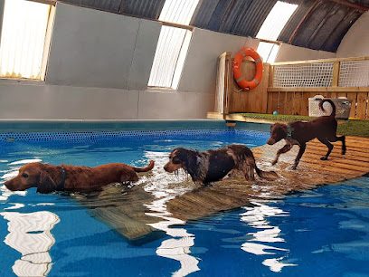 Suffolk Swim Free — secure dog field in Woodbridge