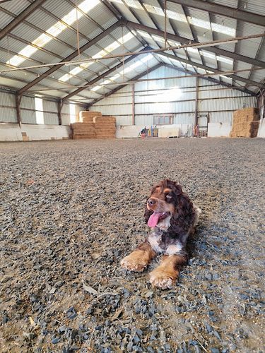 Paws Free Run — secure dog field in Birchington