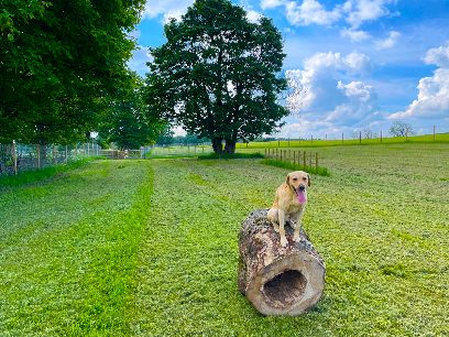 Marton Meadow Dog Walking Field — secure dog field in Skipton