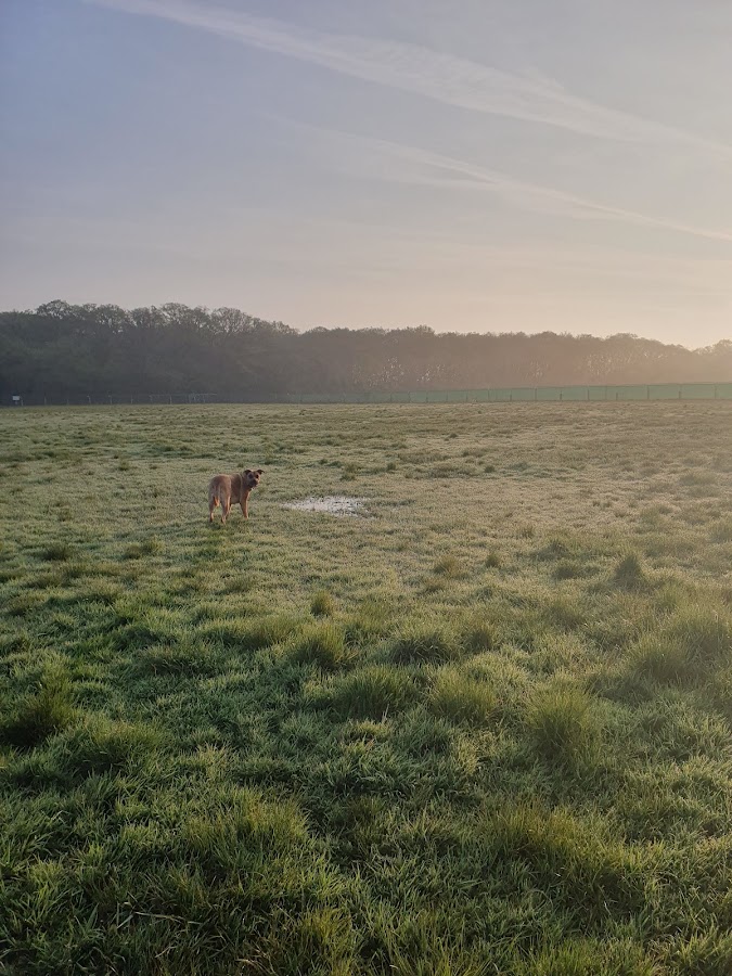 Fidosfun Fields (Binfield) — secure enclosed dog field in Bracknell, Berkshire