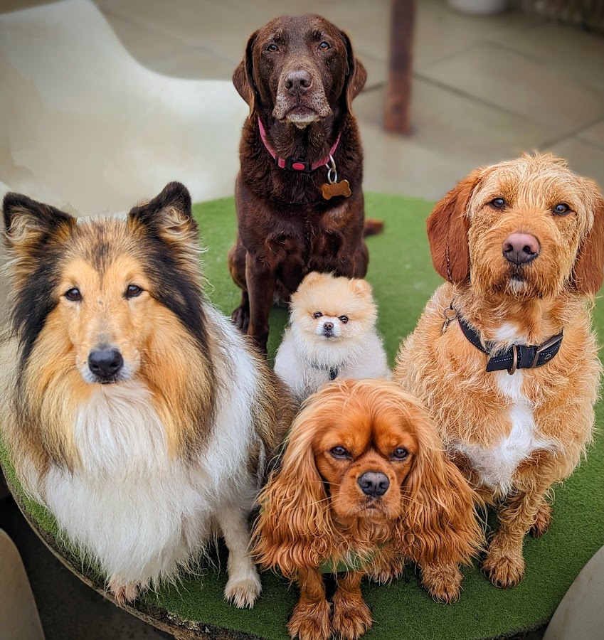 Halo Dogs — secure enclosed dog field in Greater London