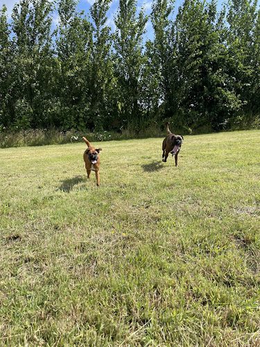 On All Paws — secure dog field in Rainham